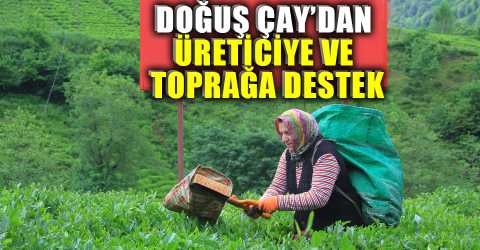 Doğuş Çay’da ilk hasat heyecanı